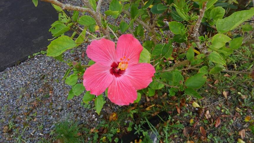 12071285 956002137792941 1584738775 n