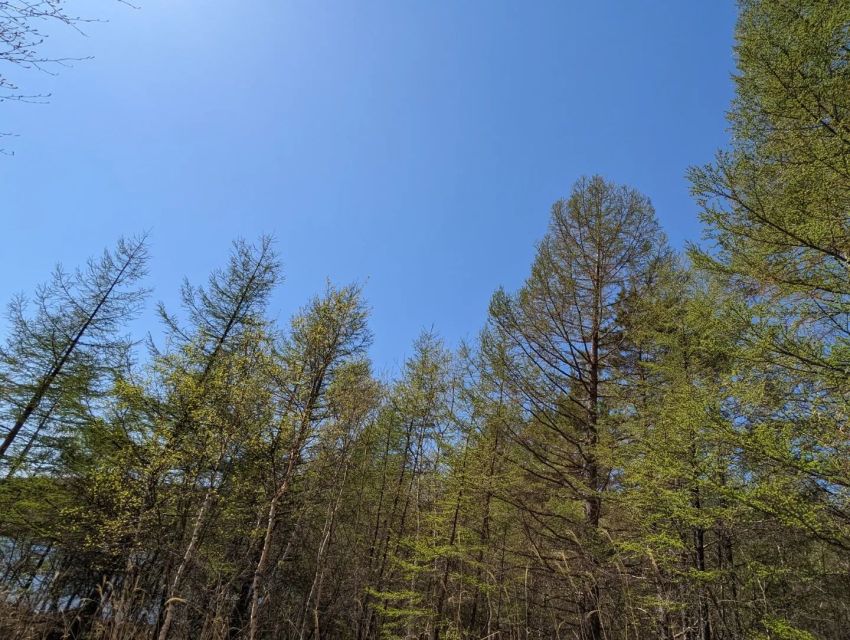 針葉樹は頑固者？