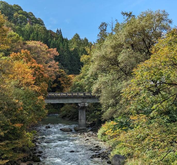 20231022 trees hakuba