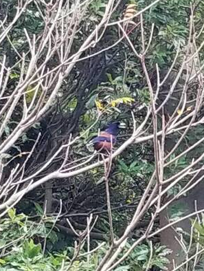 20240414 colum Amami3