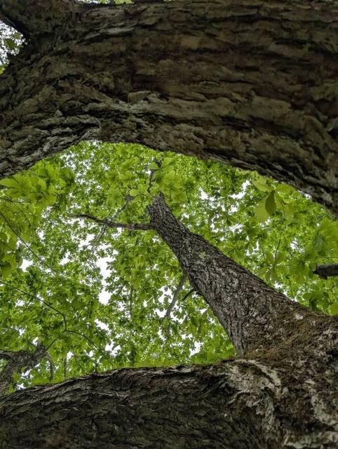 2025000524 ogawaito3