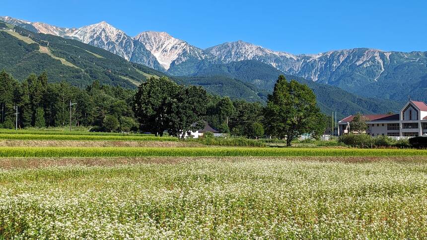 soba flower Hakuba 2